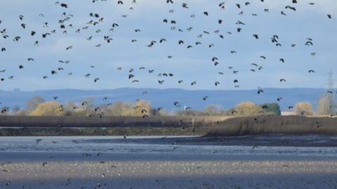 Flock of birds flying over wetlands with grass and hills in the background. There are about 100 dark coloured lapwing birds. The sky is blue and the sun is shining