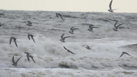 A flock of terns flying over waves crashing on to the beach. There are 16 little terns in mid-flight above the rough slate grey waves.
