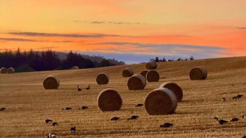 A sunset view of a field. Bales of hay are scattered around the field and a large number of geese seem to be wandering about. The sky is streaked with orange and pink, with trees far in the background.