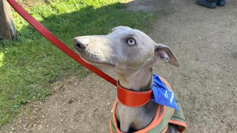 A grey Blue Whippet dog wearing a red collar and leash and gazes up at his owner while sitting on a gravel path. The dog also has a blue bandana with the branding 'Ambassadog'