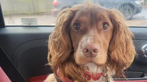 A brown spaniel with long, wavy ears sits on the back seat of a car, looking directly at the camera. The dog is wearing a red harness and is secured with a seat belt.
