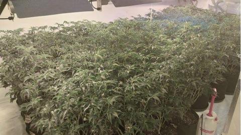 About 60-80 cannabis plants in pots in room with white floors, bright lights and fans.