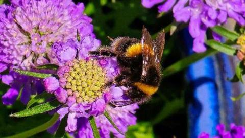 A bee on a purple flower 