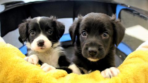 Two puppies sitting together in a basket looking straight at the camera. 
One has black and white fur while the other has mostly black fur with a small white patch on its mouth. Their front paws are resting on a yellow blanket that is draped over the edge of the basket.