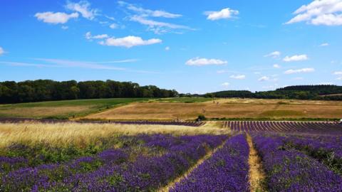 A field of purple flowers with brown and green grass, trees in distance under a blue sky with some cloud
