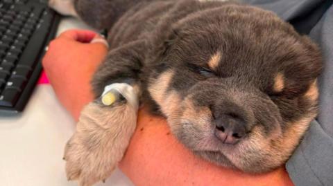 A picture of a dog on the arm of the vet. The dog has a small face and is brown and golden in colour.