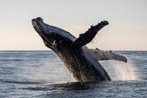 An adult humpback whale launching out of the water in a full breach. There is sea water cascading off it's body. The whale is two third out of the water. The water is calm and blue.