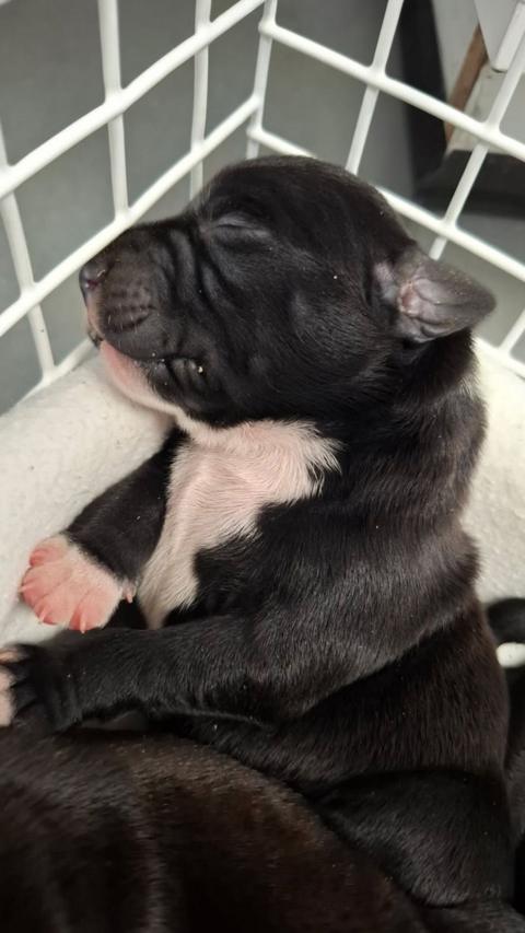 A black and white puppy lying down in a cage on a white blanket. Its eyes are closed