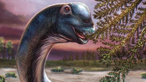 Artist reconstruction of the Nagatitan, a dark blue long-necked dinosaur eating leaves from a tree.