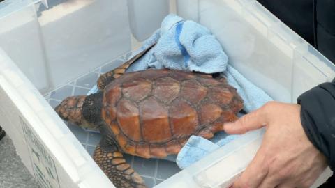 Crush the turtle in a white box with a blue towel near her as she is transported. She has a brown shell.