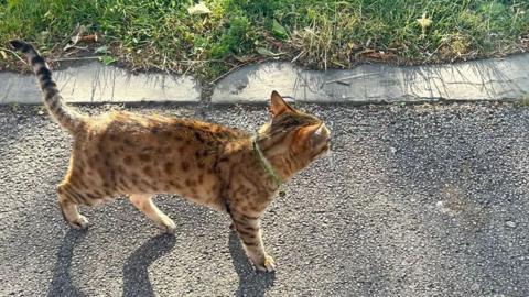 Red and brown cat walking along a road with grass area behind