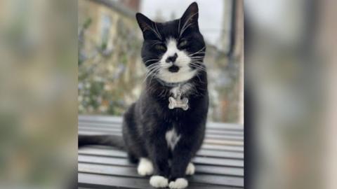 A close up of Poppy the cat. She has black and white fur, green eyes, and is looking into the camera.