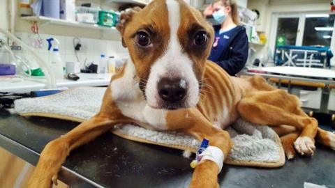 A dog named Mabel looking directly into the camera. She is very skinny and her bones are visible under her skin. She is on a table with a vet behind her. 