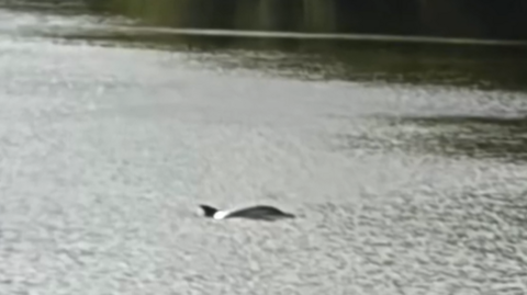A dolphin in a river