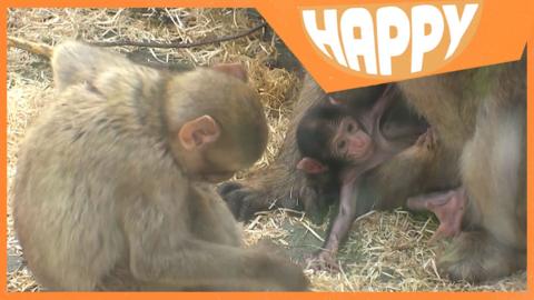 A baby macaque with mum