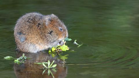 Water vole eating a leaf
