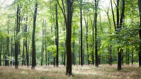Trees in Savernake Forest in Wiltshire. The picture is taken on a sunny day and the trees are in full leaf. There is also lots of undergrowth around the base of the tree trunks