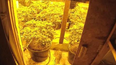 Cannabis plants growing in a house
