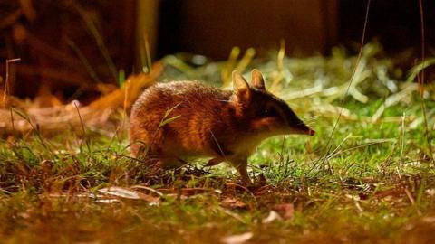 Eastern barred bandicoot on grass 