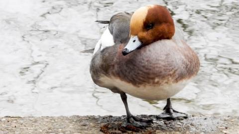 A male wigeon standing on a man-made concrete quay at the edge of water. The duck has a chestnut coloured head with a lighter brown stripe running from the top of its bill over the middle of its head. Its bill is white with a black tip. Its body has a light brown breast, white underside with its sides/wings (which are tucked in) being a mixture of white plumage and white and black areas.