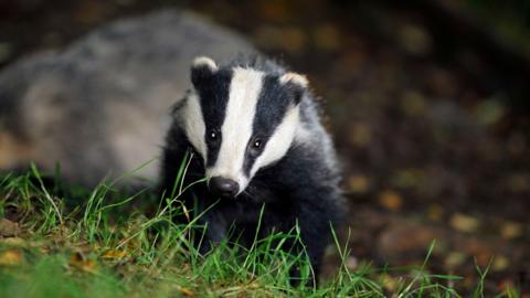 A black and white wild badger looks at the camera as it walks through grass.