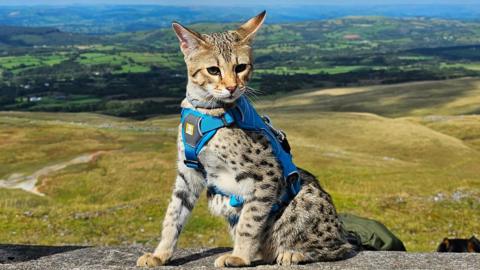 A brown cat with black spots sits on a wall, moorland is visible behind him. 