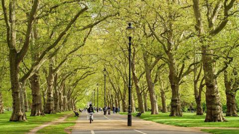 A path in Hyde Park with trees on both sides. There is a cyclist in the middle distance and benches and lamps by the side of the path. 