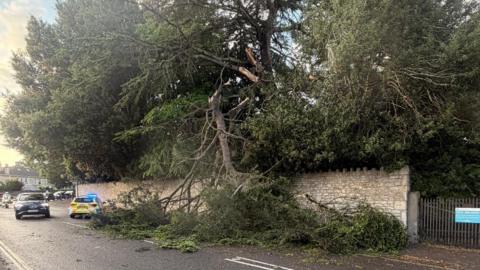 A huge branch hanging from an ancient tree completely blocks a pavement and part of a road. The tree itself sits the other side of a stone wall.