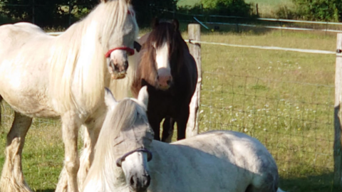 two white foals, one stood and the other lying down, and a small brown foal standing in a paddock, with fencing and a field with trees and bushes behind them