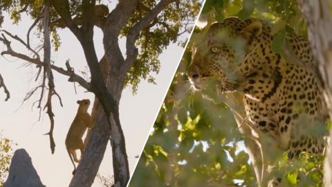 A lion climbing a tree and a leopard baring its teeth from the heights of a tree.