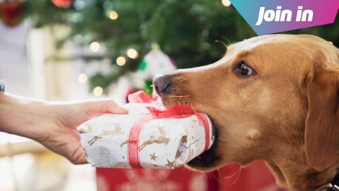 Dog with Xmas presents 