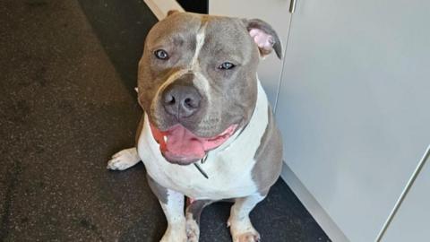 XL bully dog Hugo sitting near kitchen cabinets