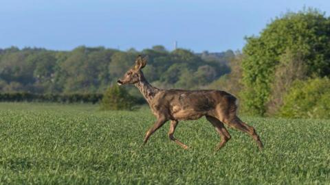 The dear walking across a field after being released. The brown animal has a number of marks along her back but looks healthy. She is walking through a field of green plants. Hedgerows and trees can be seen behind her.