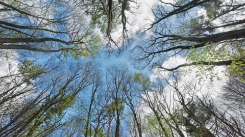 An upward view of a number of trees, some in partial leaf, others with bare branches against a blue sky with clouds.