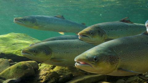 4 Atlantic salmon float at the rocky bed of a river. The water is a turqoise colour, and the salmon are a blend of silver and green with spots. 