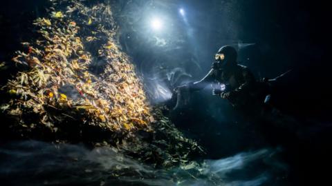 A diver next to fallen jungle leaves rotting underwater, a misty-looking smoke appears to come off the pile.  