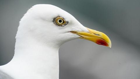 European herring gull