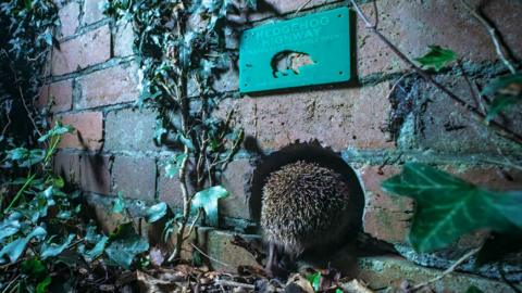 A hedgehog crawling into a hole in a brick wall underneath a green 'Hedgehog highway' sign