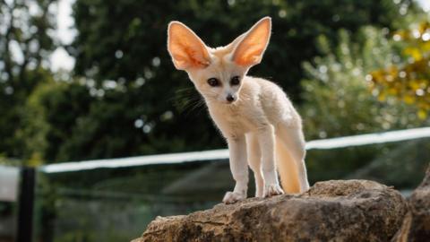 A fennec fox cub stands on top of a rock in an enclosure at longleat safari park. It has a sandy coat and unusually large ears.