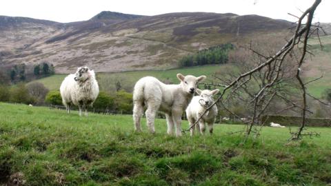Three sheep in a field surrounded by hills.
