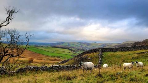 Sheep in fields in the foreground with rolling hills and mountains behind and grey, blue sky above 