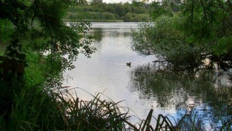 Old Alresford Pond, with a duck swimming and overhanging vegetation