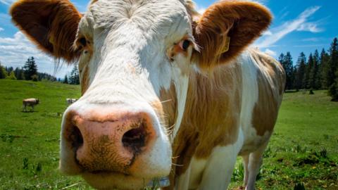 A brown and white cow in a field.