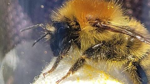 A bumblebee sat on a white tissue. Pollen from its legs is spread all over the tissue.