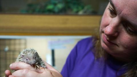 Claire Lawrence, Elysian Outreach Support Worker with Gollum the tenrec. 