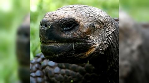 A large tortoise looks to the left