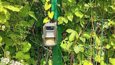 A covert camera installed to catch fly-tippers in the act stands on a green pole, camouflaged against a background of foliage 