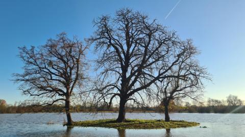 Three bare trees on a small island of dry land in a flooded field