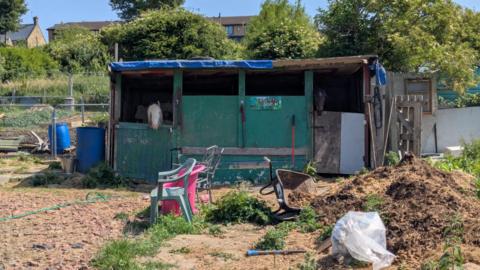 A homemade stable on an allotment. The stable is made from wood, which has been painted green. Two horses are sticking their heads out of doors on either side of the structure.