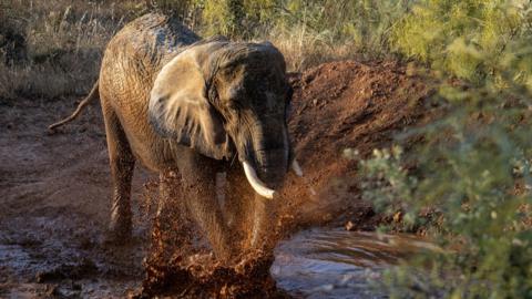 A grey elephant moves through a muddy puddle within a sanctuary. 